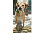 Adopt Mcgraw a Pit Bull Terrier, Labrador Retriever