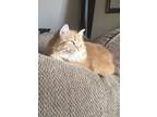 Adopt Nova a Orange or Red Domestic Longhair / Mixed (long coat) cat in