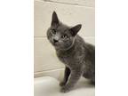 Adopt Whiskers a Domestic Short Hair