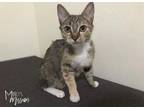 Adopt Miata a Brown Tabby Domestic Shorthair (short coat) cat in Mead