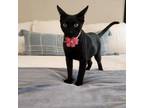 Adopt Kiki Kanga a All Black Domestic Shorthair / Mixed cat in Houston