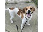 Adopt Morgan a Tan/Yellow/Fawn Hound (Unknown Type) / Mixed dog in Jefferson