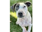 Adopt Eric a Black American Pit Bull Terrier / Mixed dog in Red Bluff
