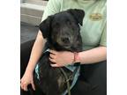 Adopt Lillyann - L litter of 4 a Labrador Retriever dog in Norristown