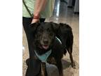 Adopt Lillynn - L litter of 4 a Labrador Retriever dog in Norristown