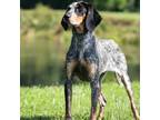 Adopt Wendy a Black Bluetick Coonhound / Mixed dog in Madisonville