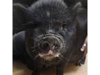 Adopt Alexander Hamilton a Pig (Potbellied) farm-type animal in Lindenwold