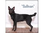 Adopt Sullivan a Black Shepherd (Unknown Type) / Mixed dog in Montgomery