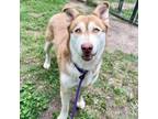 Adopt London a Husky, Mixed Breed