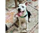 Adopt Brady a American Staffordshire Terrier, Mixed Breed