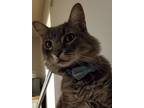 Adopt Larry a Gray or Blue (Mostly) Domestic Longhair / Mixed (long coat) cat in
