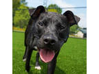 Adopt Buzz a Black American Pit Bull Terrier / Mixed dog in Atlanta