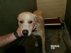 Adopt Bob* a Labrador Retriever, Mixed Breed