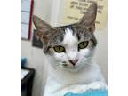 Adopt Sundae a White (Mostly) Domestic Shorthair (short coat) cat in Sautee