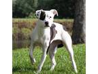 Adopt Anya a White - with Tan, Yellow or Fawn American Pit Bull Terrier / Mixed