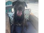 Adopt Karma a Black Labrador Retriever / American Pit Bull Terrier / Mixed dog