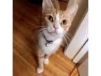 Adopt Mononoke a Orange or Red Domestic Shorthair / Mixed cat in Los Angeles