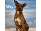 Adopt Riley a Black Catahoula Leopard Dog / Mixed dog in Yuma, AZ (38877007)