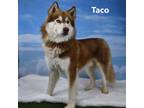 Adopt Hunter a Tan/Yellow/Fawn Husky / Mixed dog in Yuma, AZ (38872091)