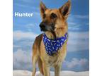 Adopt Taco a Black German Shepherd Dog / Mixed dog in Yuma, AZ (38872090)