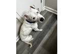 Adopt Estelle a White Greyhound / Pitsky / Mixed dog in Greenville