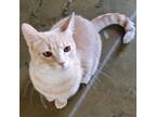 Adopt Cosmo a White (Mostly) Domestic Shorthair / Mixed cat in Fredericksburg