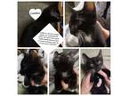 Adopt CUDDLES a Domestic Shorthair / Mixed (short coat) cat in Newaygo