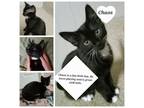 Adopt CHAOS a Domestic Shorthair / Mixed (short coat) cat in Newaygo