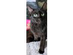 Adopt Milan Wright a All Black Domestic Shorthair (short coat) cat in Woodstock