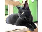 Adopt Madrid Wright a All Black Domestic Shorthair (short coat) cat in