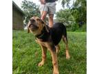 Adopt Bo a Black Anatolian Shepherd / Mixed dog in Patterson, NY (38875797)