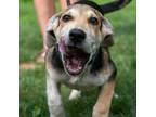 Adopt Bailey a Black Anatolian Shepherd / Mixed dog in Patterson, NY (38875796)