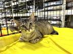 Adopt Tipper Kitty a Gray, Blue or Silver Tabby Domestic Shorthair / Mixed cat