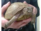 Adopt MOLASSES a Turtle