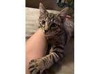 Adopt Samwise a Brown Tabby Domestic Shorthair (short coat) cat in