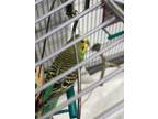 Adopt Avacado a Parakeet (Other)