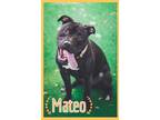 Adopt Mateo a Black Mixed Breed (Small) / Mixed Breed (Medium) / Mixed (short