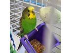 Adopt Janet a Parakeet (Other)