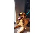 Adopt Penny a Red/Golden/Orange/Chestnut Golden Retriever dog in Whiteville