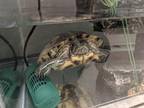 Adopt PORTABLE PETE a Turtle