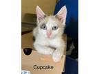 Adopt Cupcake a Cream or Ivory (Mostly) Domestic Shorthair (short coat) cat in