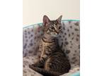 Adopt Penelope a Brown Tabby Domestic Shorthair (short coat) cat in