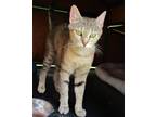 Adopt Miss July a Tan or Fawn (Mostly) Domestic Shorthair (short coat) cat in