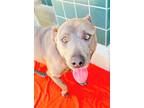 Adopt Dante a Gray/Blue/Silver/Salt & Pepper Pit Bull Terrier / Mixed dog in