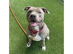 Adopt Lilac a Gray/Silver/Salt & Pepper - with White Pit Bull Terrier / Mixed