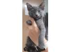 Adopt Periwinkle a Gray or Blue Domestic Shorthair / Domestic Shorthair / Mixed