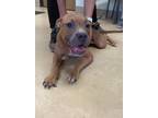 Adopt George a Brown/Chocolate American Pit Bull Terrier / Mixed dog in Violet