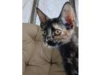 Adopt Calypso a Tortoiseshell Domestic Shorthair (short coat) cat in
