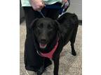 Adopt London - L litter of 4 a Black Labrador Retriever dog in Norristown