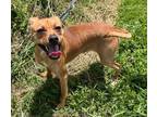 Adopt Stella a Tan/Yellow/Fawn Chiweenie / Mixed dog in Washington
